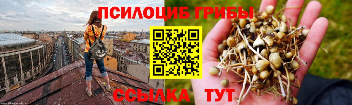 Галлюциногенные грибы Psilocybine cubensis  Вход с VPN  Качканар 